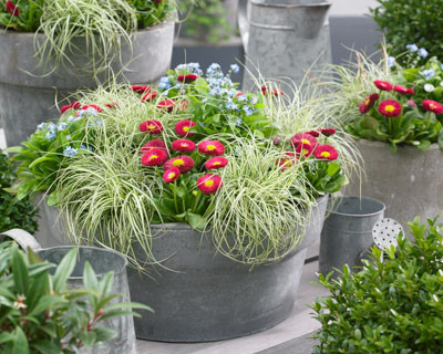 Carex oshimensis, Carex testacea, Carex morrowii, Container Panting, Sedge, Japanese Sedge, Evergreen Sedges, Variegated Sedges, Container planting